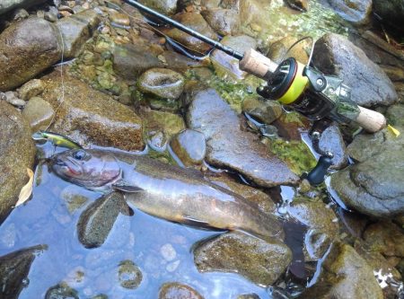 先週リリースした尺イワナが釣れた